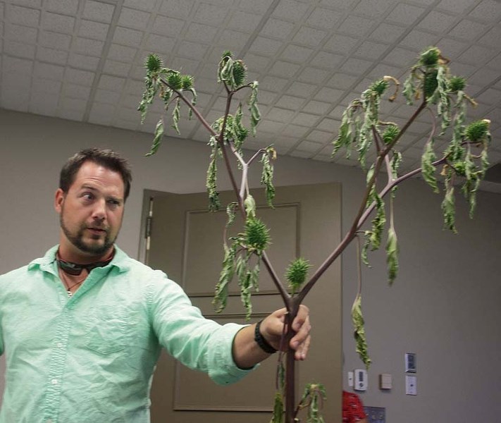 Kyle Meunier, assistant agricultural fieldman for Barrhead County, stunned assembled counsellors by bringing in a Jimson Weed specimen to the regular meeting of County