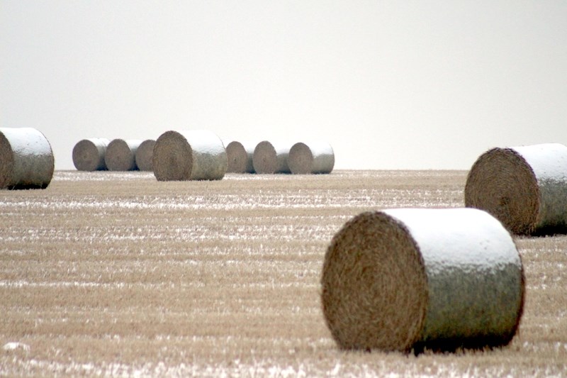 Wet and snowy conditions have led the County of Barrhead to declare a state of agriculture disaster.