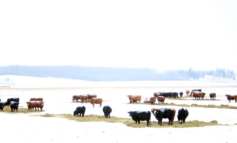Cow herds are being quarantined due to an issue with bovine tuberculosis, a disease MLA Glenn van Dijken says the province needs to get ahead of before it becomes a more