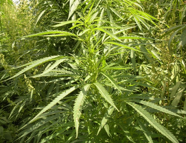 Industrial hemp, pictured here, has a myriad applications and could be the next &#8216;Cinderella crop &#8216; for the County of Barrhead says deputy reeve Bill Lee.