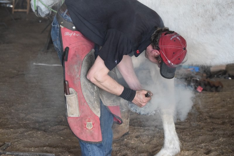 Justin Fountain, from Kamloops B.C., shoes a horse in the closing mintues of a Division 3 competition during the Wildrose Blacksmithing Championships.