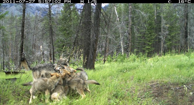 Wolf pups are captured playing on a wildlife camera in Banff National Park.