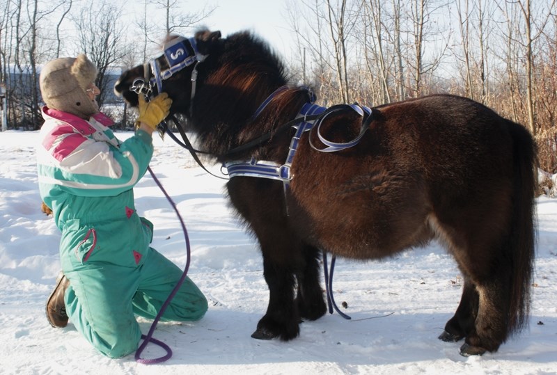 Patty Kramps (above) says a video of her miniature horse Tonka pulling her business partner Kelly Miller has received two million views online. The exposure has been a boon