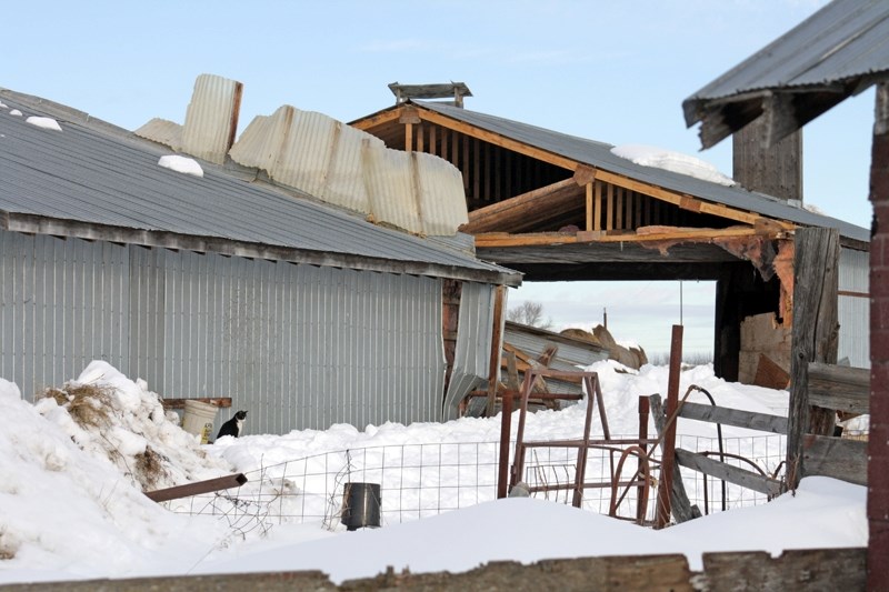 The roof on Ray Marquette&#8217;s barn collapsed on Jan. 26, under the weight of the snow and the rain Westlock received last week. In the collapse Marquette lost several