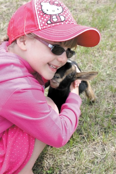 Myrissa Neufeld, 5, enjoys the affection of a miniature goat at a petting zoo during the Clyde Solstice Festival last Saturday. The event was initially set to run June 18,