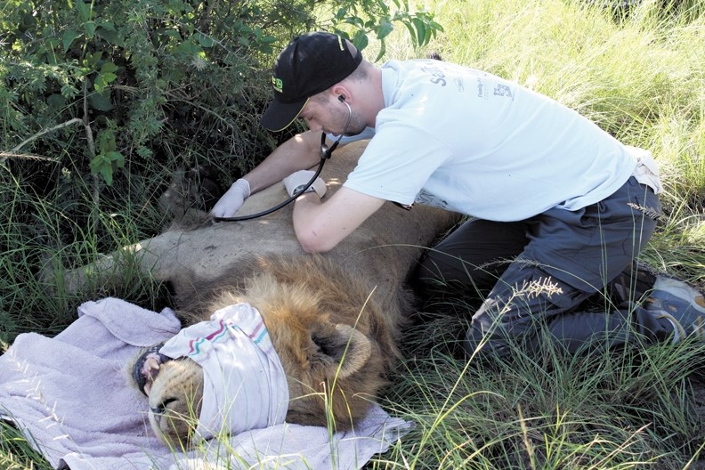 Eric Lawrence, who shaved his head to cope with the hot weather in the Republic of Uganda, checks on the status of a sedated male lion that he helped out fit with a radio