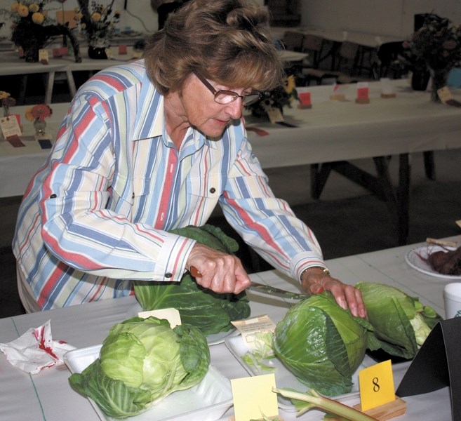 Lucy Holt cuts open a cabbage to check the quality during the horticulture judging. Hundreds of entries were submitted for the competition.