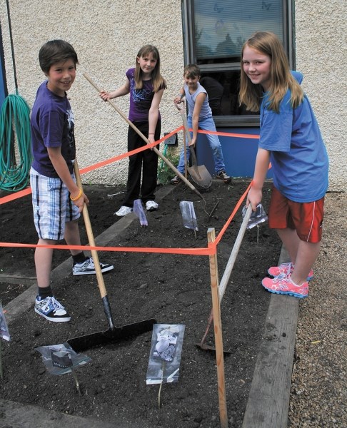 L-R: Cole Beaver, Jessica Woynorowski, Evan Brost and Sarah Grainger work in the Westlock Elementary School garden last Wednesday morning.