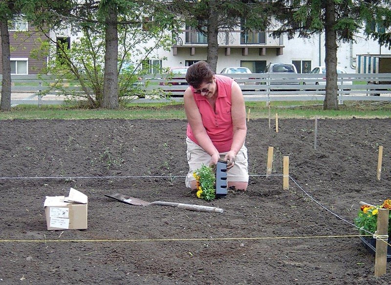 Gardeners in Westlock may again get the chance to put their green thumbs to work in a community garden this summer. Westlock has been without a community garden since 2011,