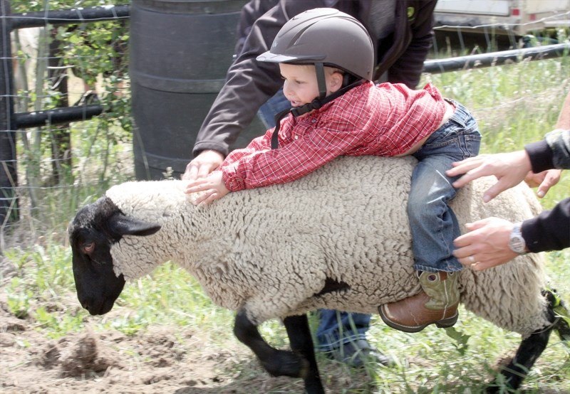 Three-year-old Kael Hattinger holds on for dear life while mutton busting at the Clyde Summer Solstice festival on June 20.