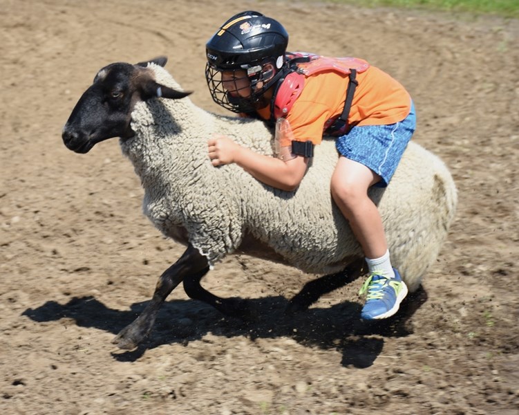 Hudson Golinowski holds on for dear life in the mutton bustin’ competition at the Clyde Sports Grounds during the June 24 Clyde Summer Solstice.