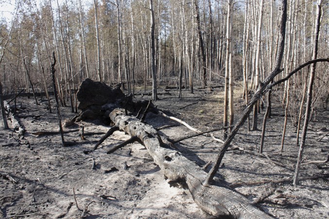 echo lake fire aftermath 1