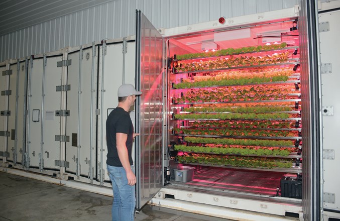  David Pfaeffli inspects the produce in one of the farm’s 14 growing containers Jan. 28.