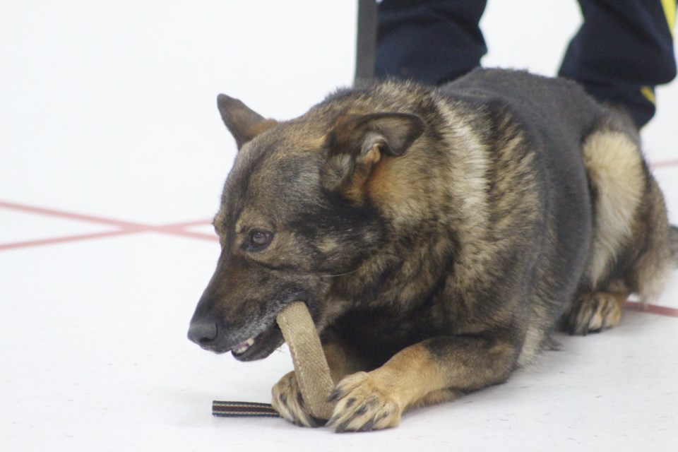 Jock, retired police dog, was brought to the FCSS dinner on May 16 by his owner, Sgt. Colin Hack.