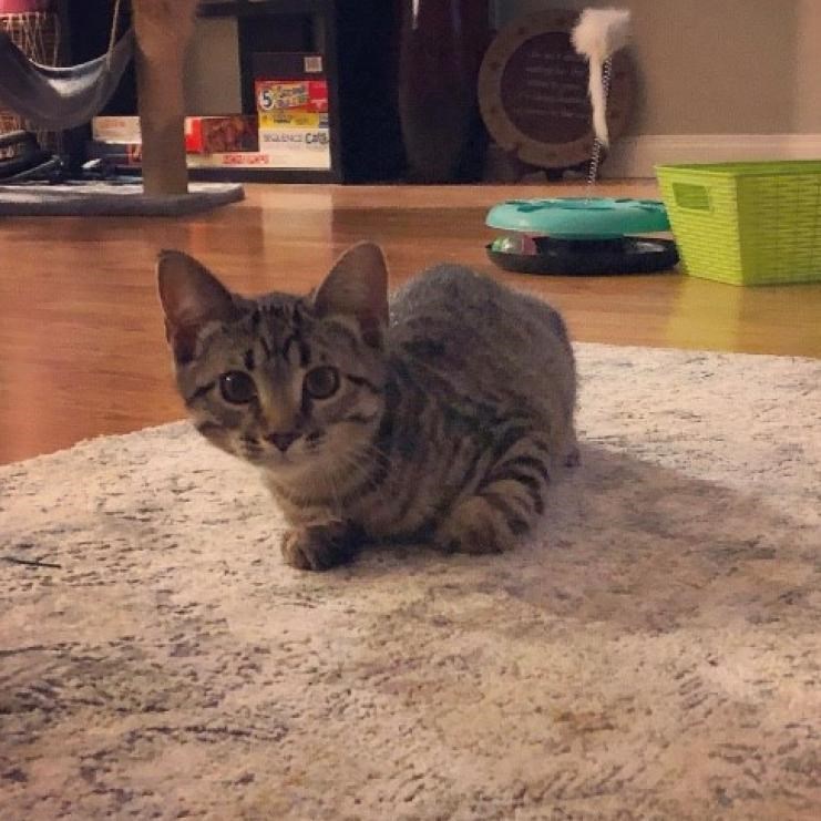 koda