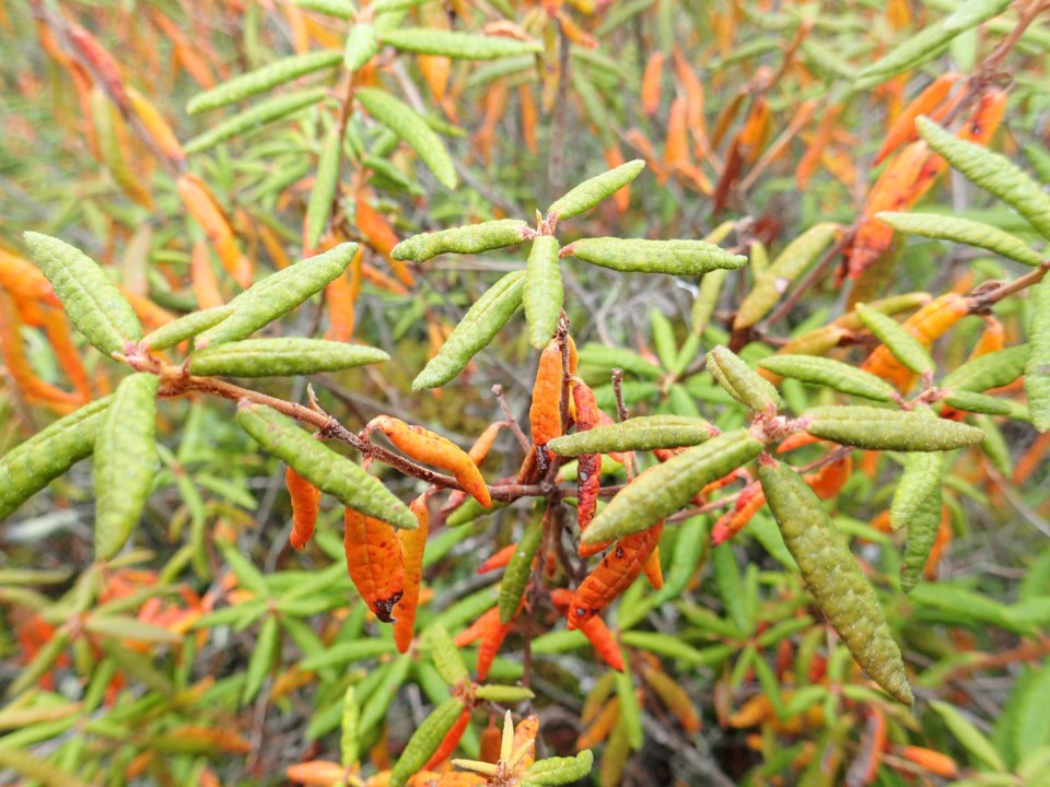 labrador-tea
