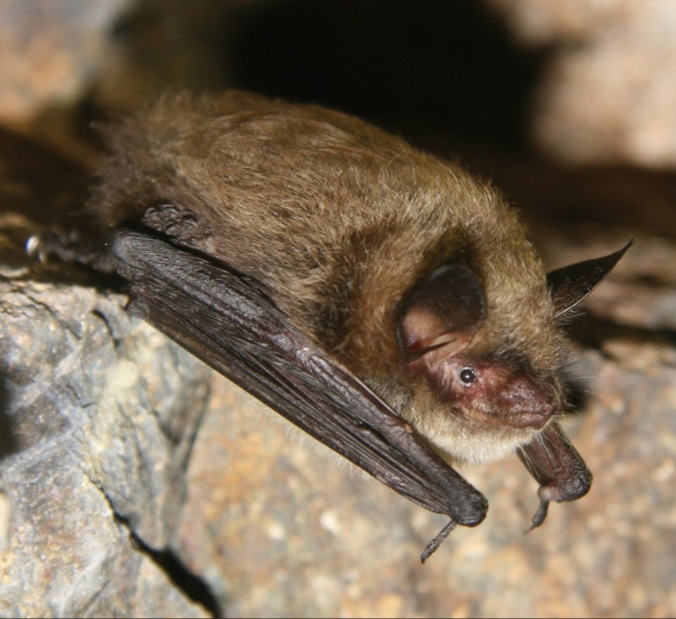 little-brown-bat
