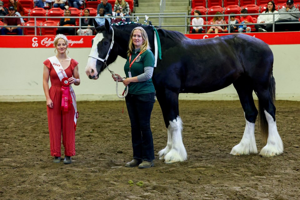 Leanne Bombay with her Shire horse Rhea Borealis Miracle, 3 years old, placed in four separate events. Miracle is Grand Champion senior Shire mare and won first place senior Shire mare in halter on July 6. Photo supplied.