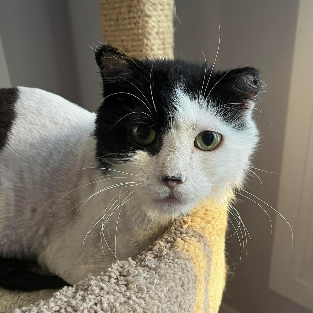 ADOPT A PET: Hello, I’m Rocky!