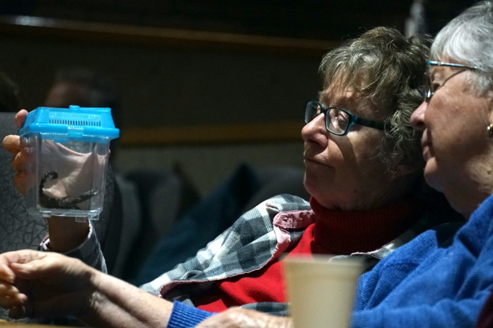 Joyce Loxam and Donna Legge examine a live scorpion in an aggressive stance during the Oct. 26 Chelicerates: Arachnids and Their Relatives presentation at Athabasca University.                                
