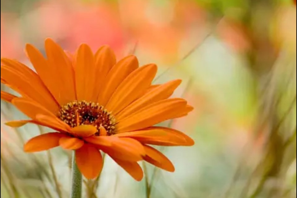 Barrhead Communities in Bloom group is looking for volunteers with a green thumb to join their group.