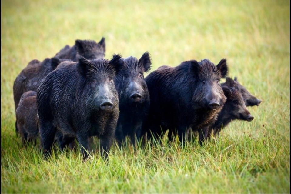 Wild Boars are at large in Woodlands County. Alberta Pork has trappers to take care of these pests but need your calls to let them know when and where you have seen a wild boar. Photo provided by Government of Alberta.