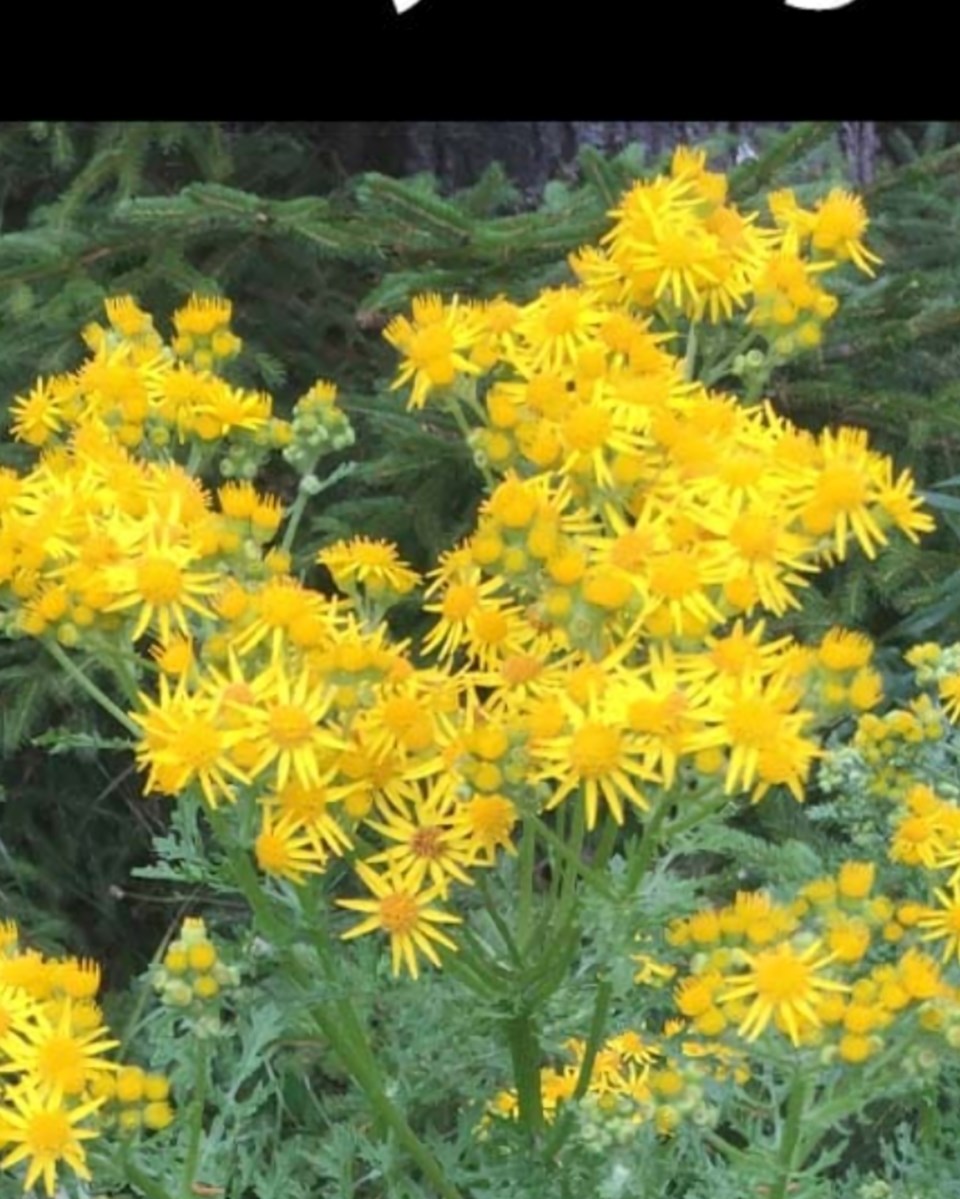 tansy