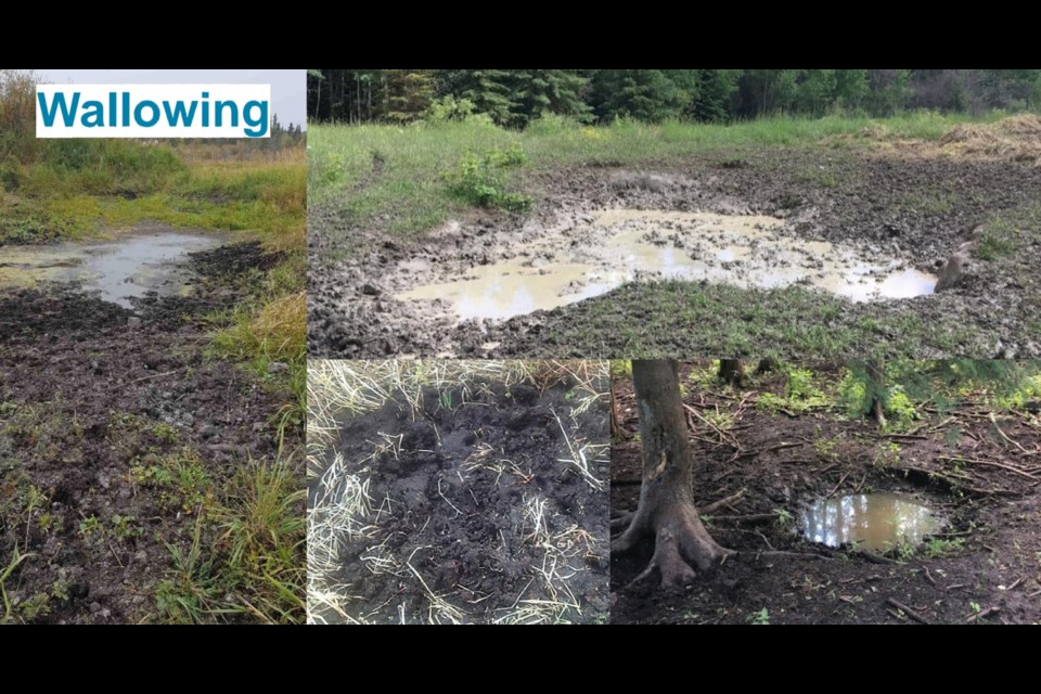 Wallowing in mud and water is another sign of wild boars in the area. Report any sightings to Squeal on Pigs. Photo provided by Government of Alberta.