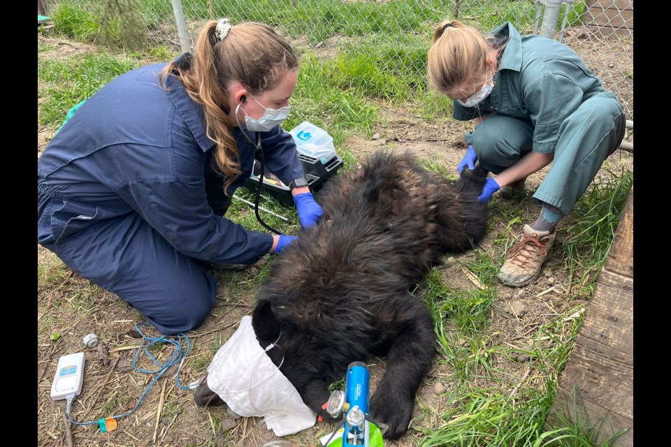 A black bear cub captured in Westlock last fall, on Halloween night, has been rehabilitating at the Alberta Institute for Wildlife Conservation (AIWC) in southern Alberta and will be released in late June. Submitted photo  

