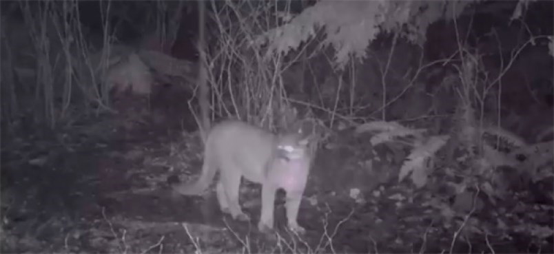 1631939-image-of-a-cougar-captured-from-surveillance-video