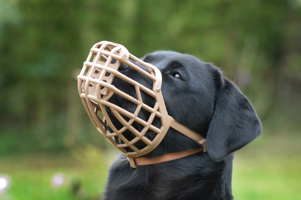Basket muzzle