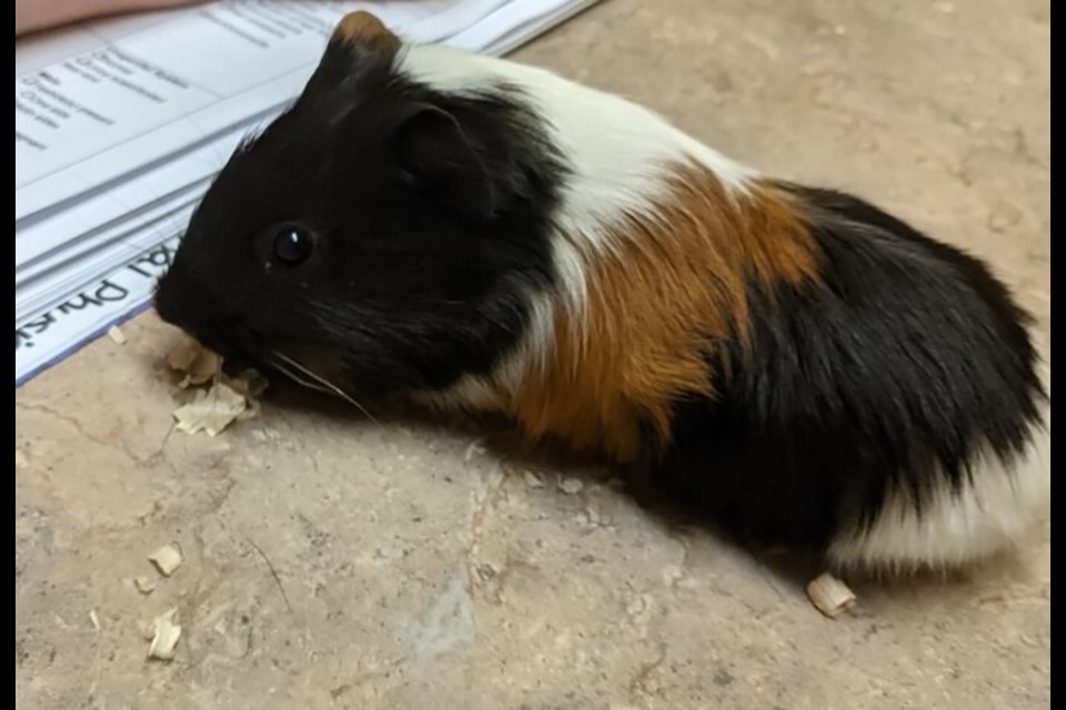 Yoda the guinea pig at the BC SPCA's Education and Adoption Centre in Coquitlam.