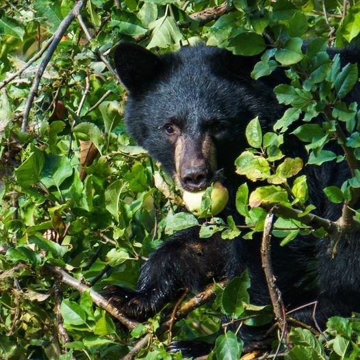 Bear eating an apple