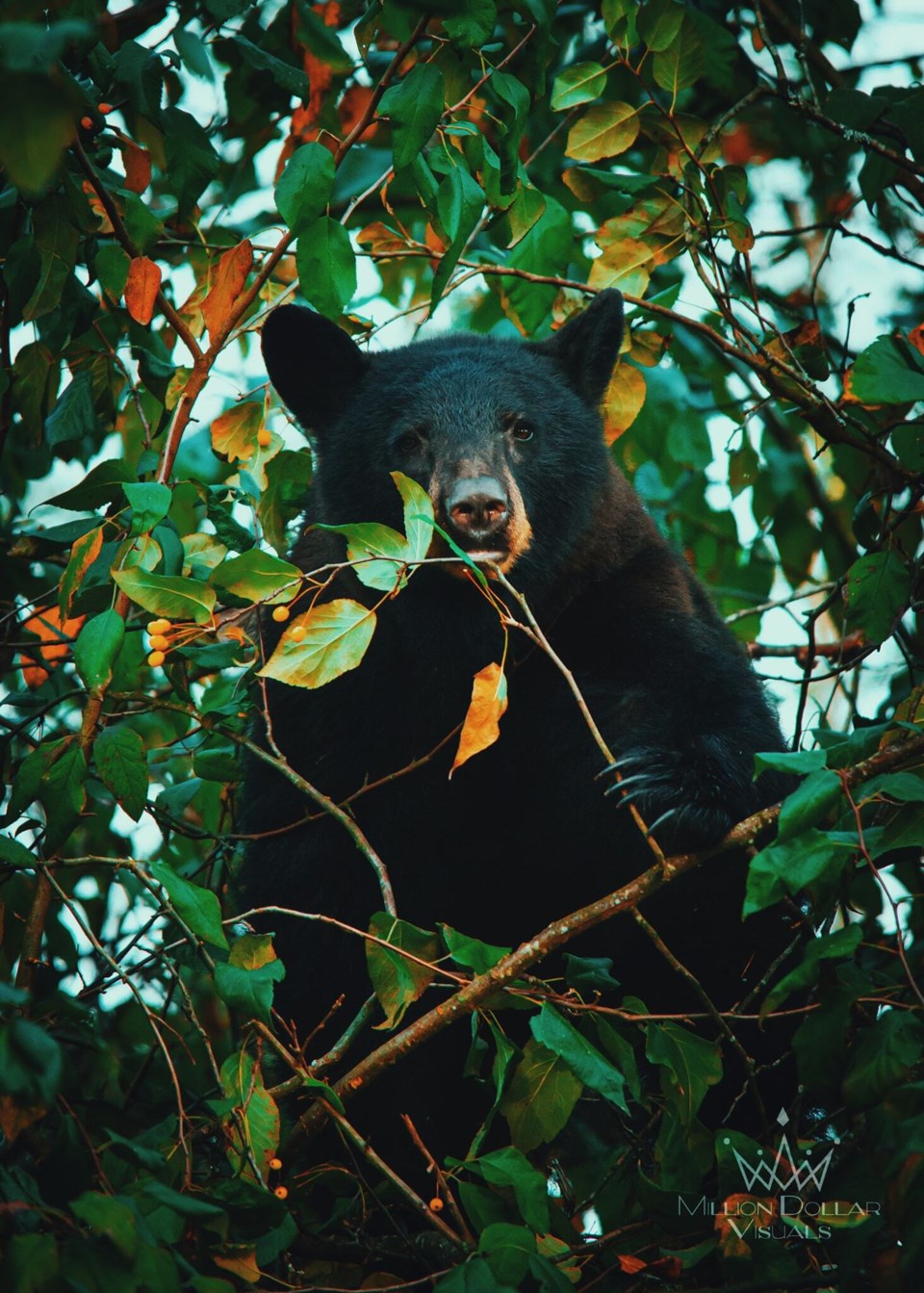 Bear eating berries Britt Sandberg photo (2)