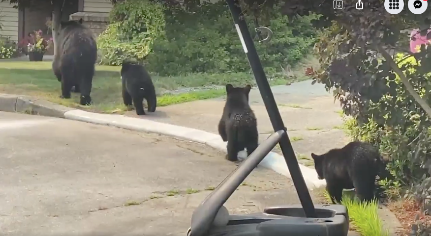 Bear family in Port Coquitlam