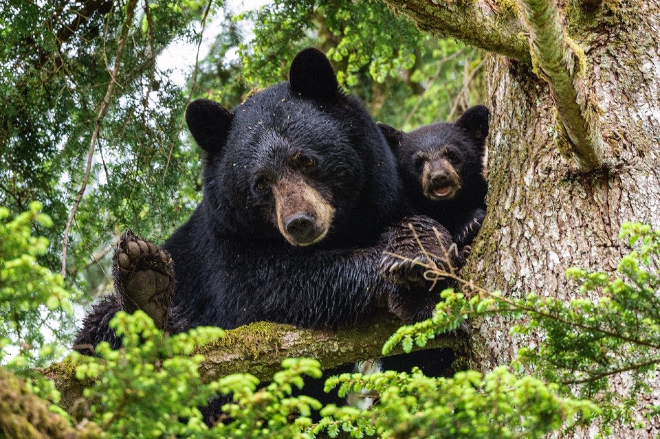 Bear family in tree in Port Coquitlam - May 26, 2021 JON LAVOIE