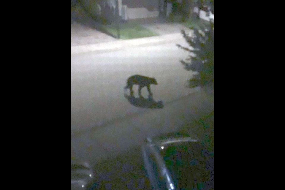 This is a photo of one of the bears that entered a car and garage on Westwood Plateau in Coquitlam on June 13, 2021.