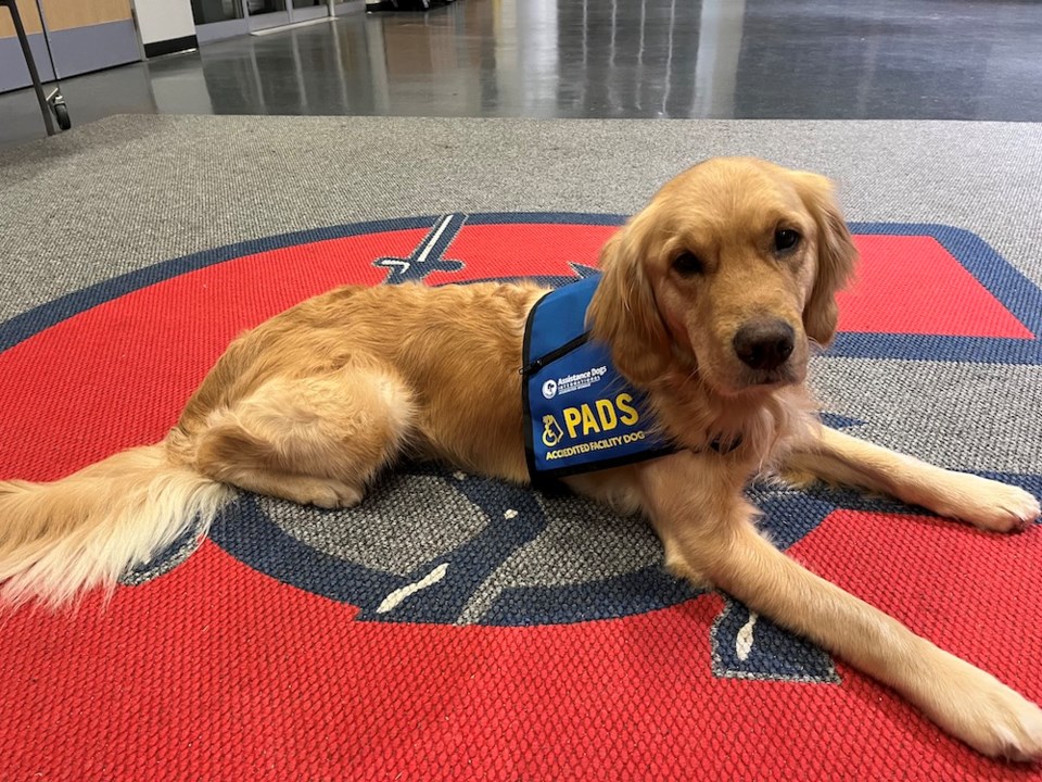 benji-on-the-floor-at-centennial-high-school