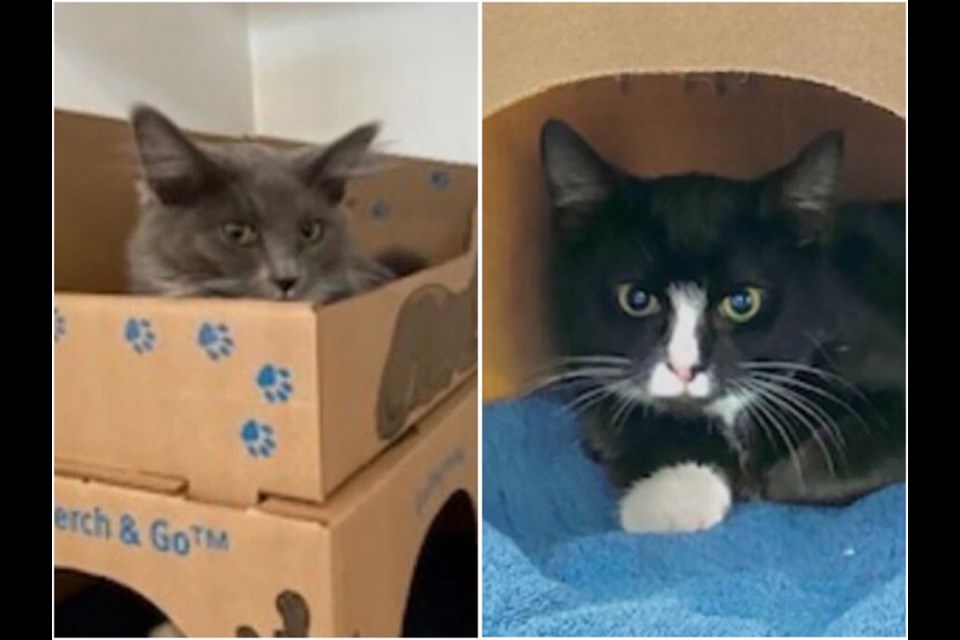 Buddy (left) and Max are two five-month-old kittens currently in the care of the Tri-Cities SPCA Education and Adoption Centre in Coquitlam.