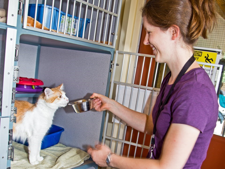 Coquitlam animal shelter