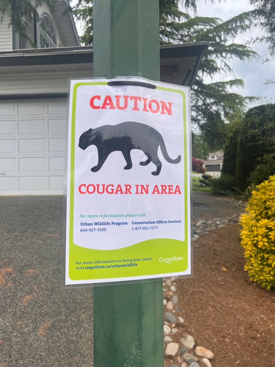 Coquitlam Cougar Sign
