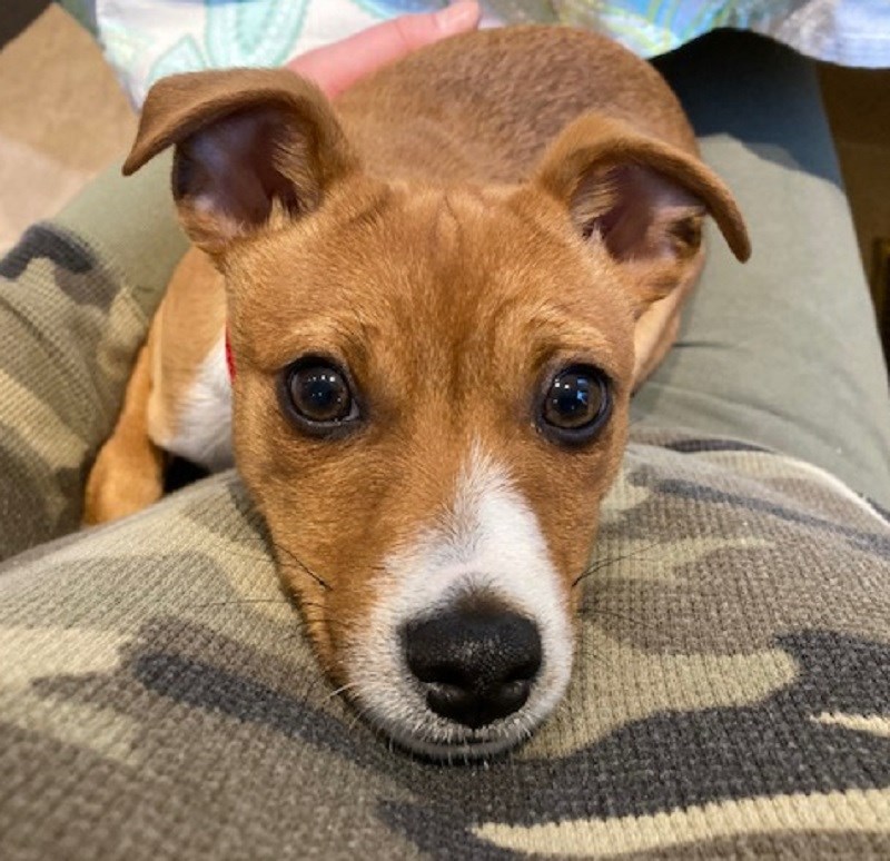 Coquitlam Heartland Terrier Puppy