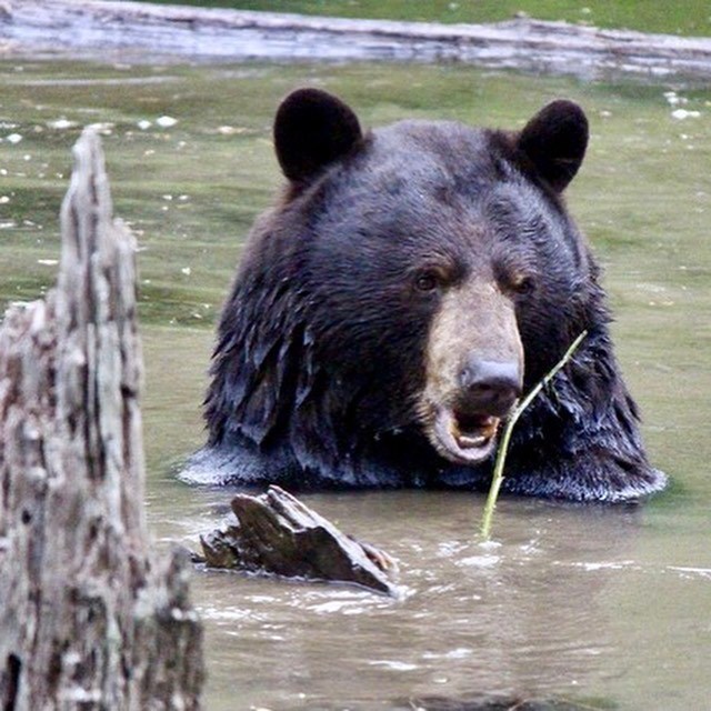 Coquitlam River Bear