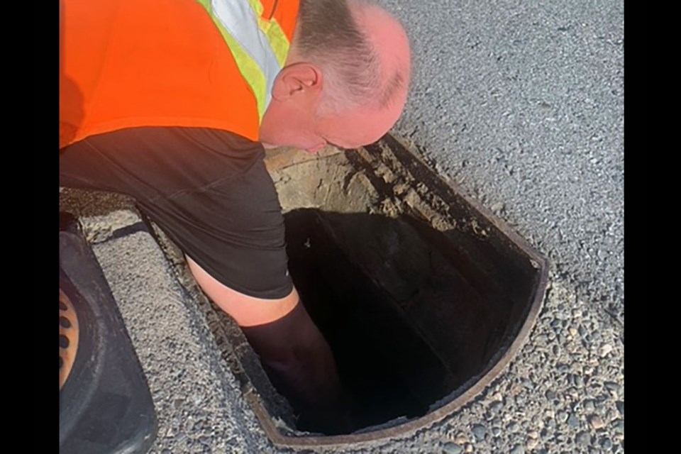 A duck family was reunited in Coquitlam on May 18, 2023, after a local residents rescued them from several crows. On of the babies fell into a grate, but a City of Coquitlam employee brought them to safety.