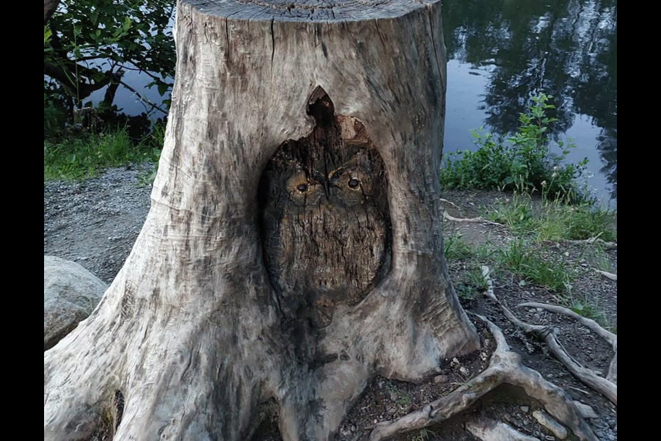 An owl was once carved into a prominent tree stump around Coquitlam's Lafarge Lake. Who created the art piece? Who knows.