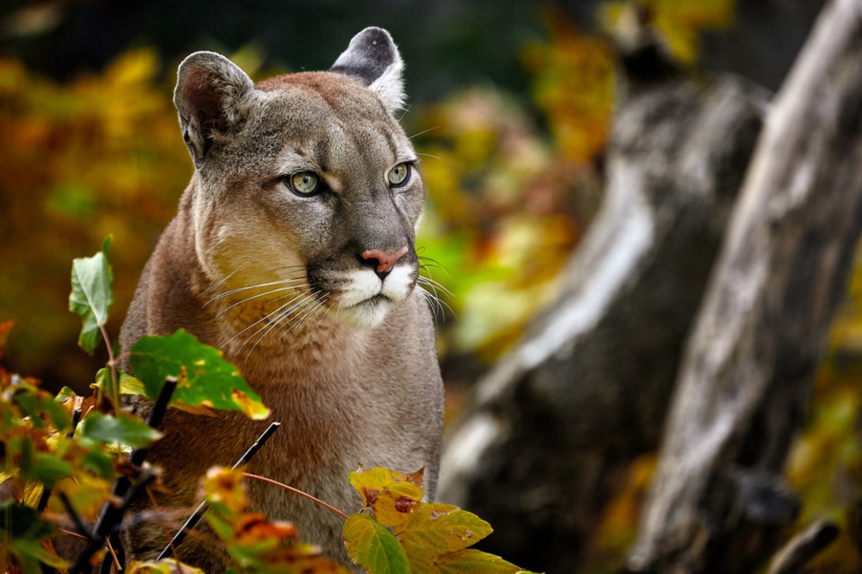 Cougar