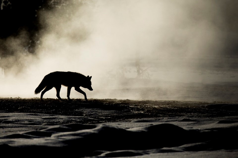 Coyote - Getty Images