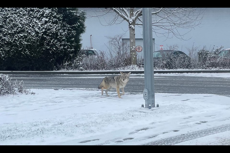 A coyote was spotted in Port Coquitlam during a snowy day in late January 2023.