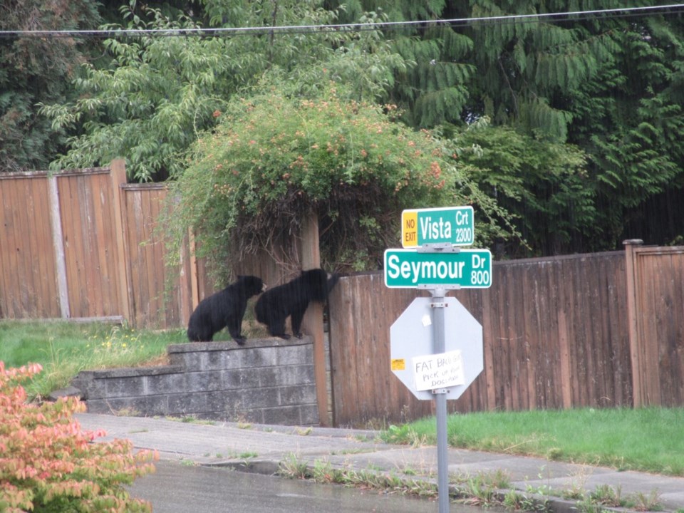 Cute Bear pic Submitted by David Emmington