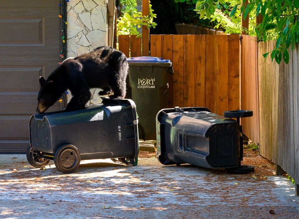 DanielCamposBlackBearTrashBinsBurkeMountain1